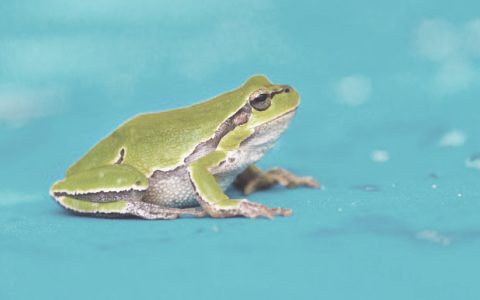 Metabolizam, Metabolism