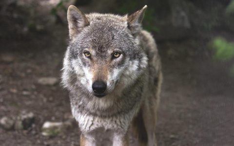 Misconceptions about the ego